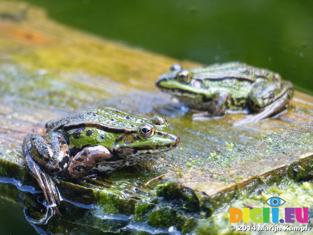 FZ008112 Marsh frogs (Pelophylax ridibundus) on plank